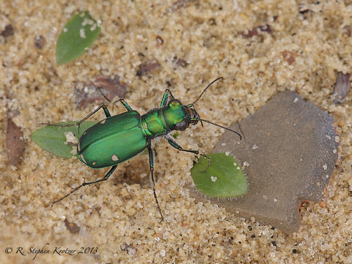 Cicindela scutellaris unicolor x lecontei